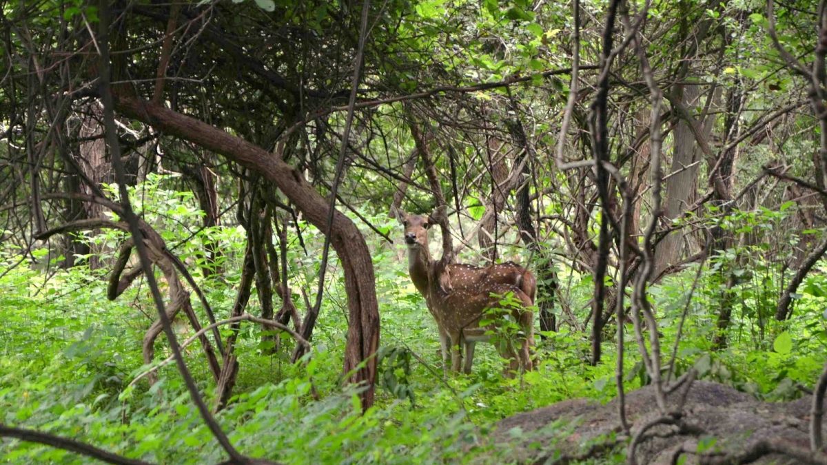 balpakram-forest-park-meghalaya-tour-1-1200x675