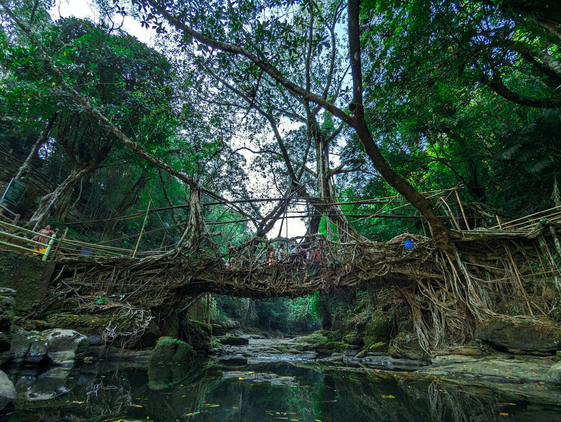 Umshiang Double Decker Living Root Bridge